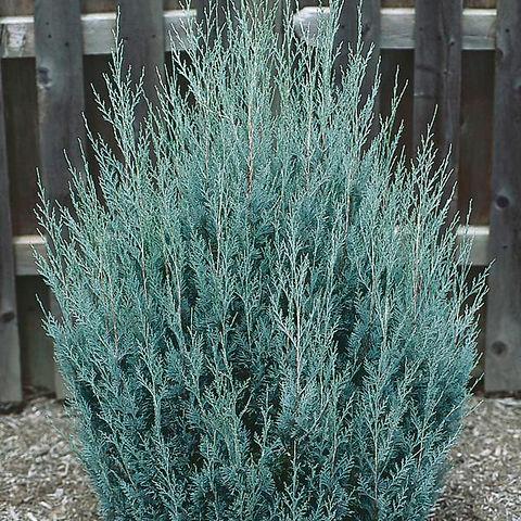 Juniperus Scopulorum 'wichita Blue' - View 19 from www redcrocus com