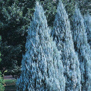 Juniperus Scopulorum 'wichita Blue' - View 3 from www redcrocus com