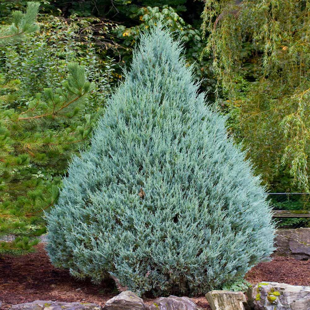 Juniperus Scopulorum 'wichita Blue' - View 4 from www redcrocus com