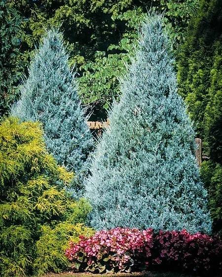 Juniperus Scopulorum 'wichita Blue' - View 5 from www redcrocus com
