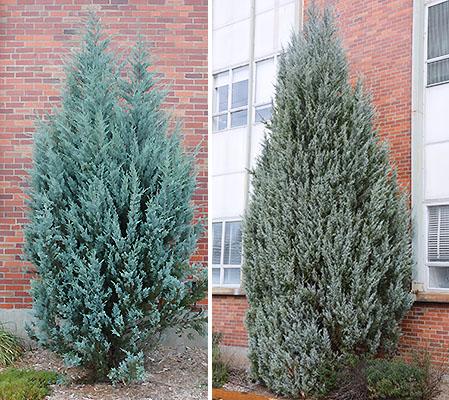 Juniperus Scopulorum 'wichita Blue' - View 6 from www redcrocus com