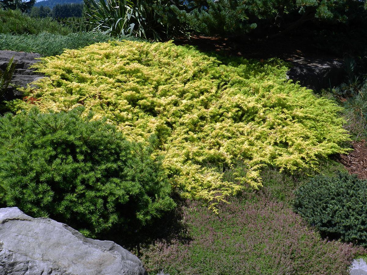 Juniperus Conferta 'golden Pacific' - View 13 from www redcrocus com
