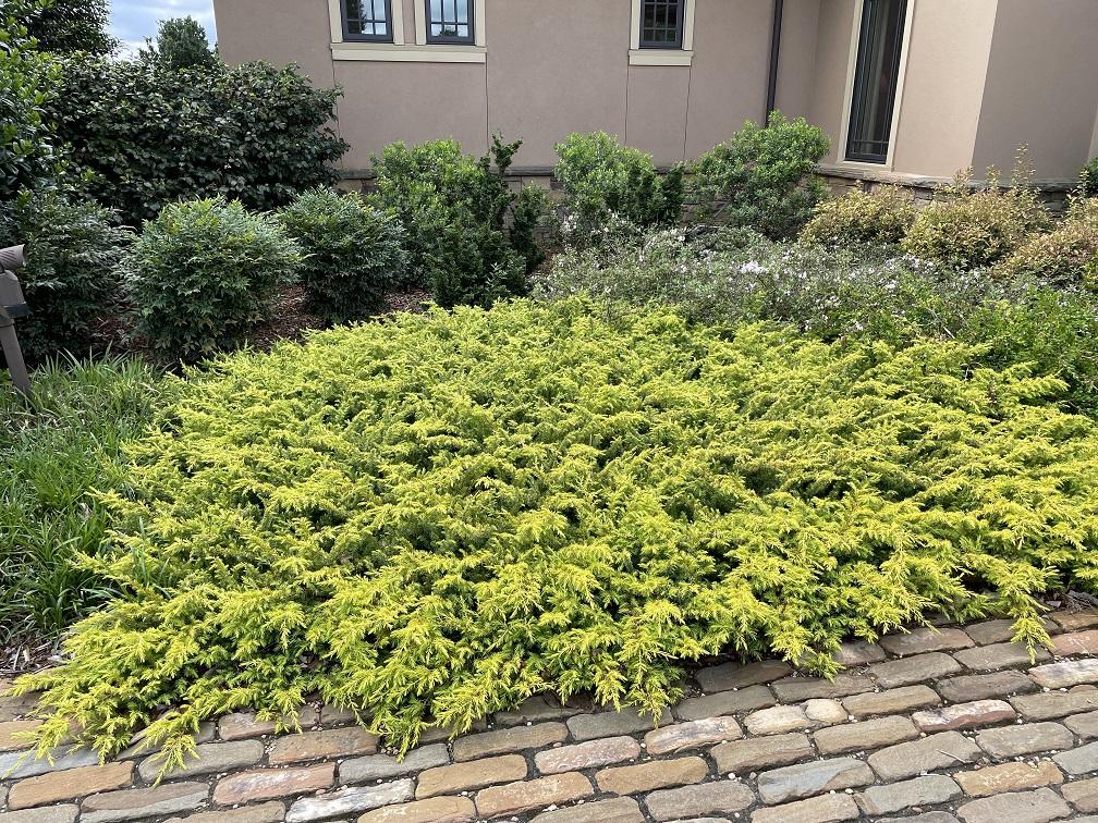 Juniperus Conferta 'golden Pacific' - View 14 from www redcrocus com