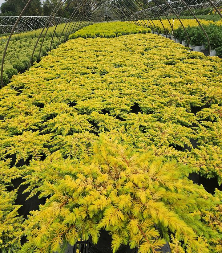 Juniperus Conferta 'golden Pacific' - View 15 from www redcrocus com