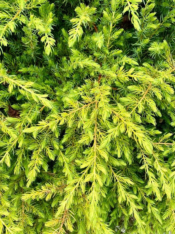 Juniperus Conferta 'golden Pacific' - View 16 from www redcrocus com