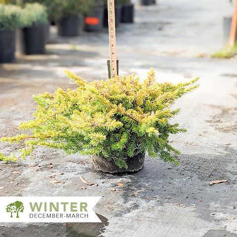 Juniperus Conferta 'golden Pacific' - View 19 from www redcrocus com