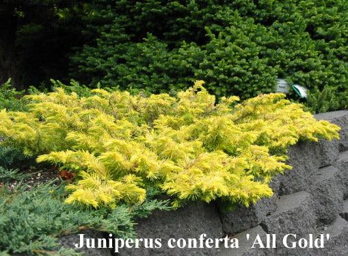 Juniperus Conferta 'golden Pacific' - View 21 from www redcrocus com