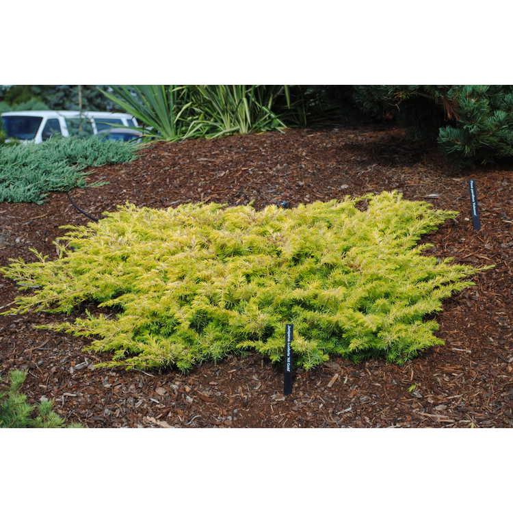 Juniperus Conferta 'golden Pacific' - View 23 from www redcrocus com