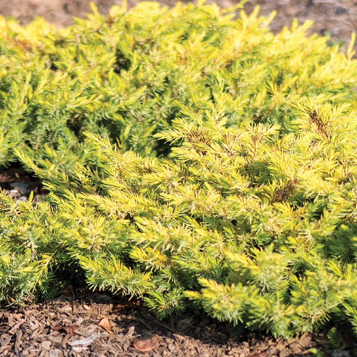 Juniperus Conferta 'golden Pacific' - View 24 from www redcrocus com