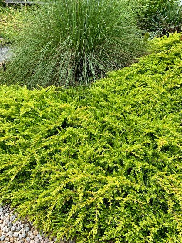Juniperus Conferta 'golden Pacific' - View 30 from www redcrocus com