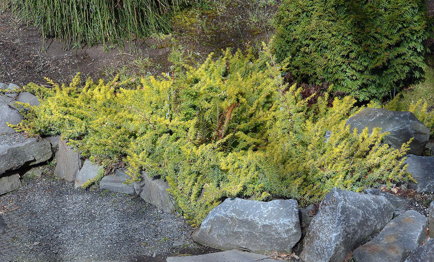 Juniperus Conferta 'golden Pacific' - View 31 from www redcrocus com