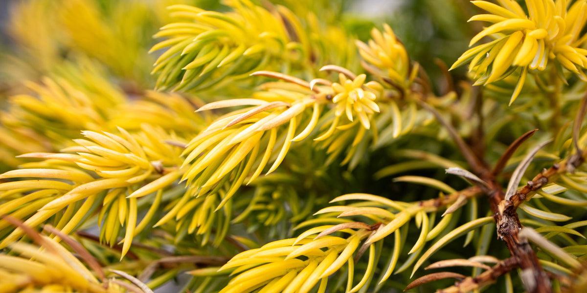 Juniperus Conferta 'golden Pacific' - View 32 from www redcrocus com