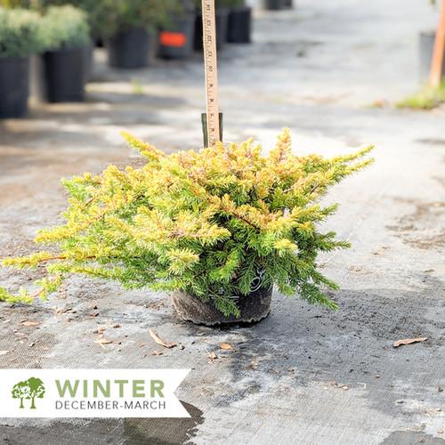 Juniperus Conferta 'golden Pacific' - View 33 from www redcrocus com