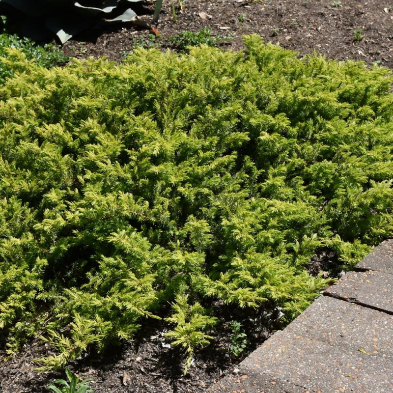 Juniperus Conferta 'golden Pacific' - View 35 from www redcrocus com