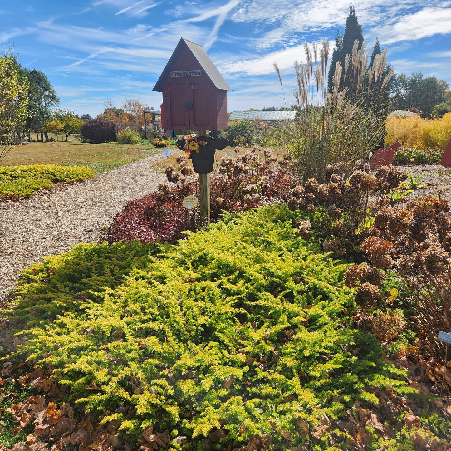 Juniperus Conferta 'golden Pacific' - View 6 from www redcrocus com