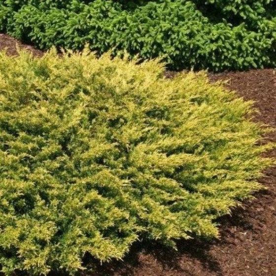 Juniperus Conferta 'golden Pacific' - View 8 from www redcrocus com