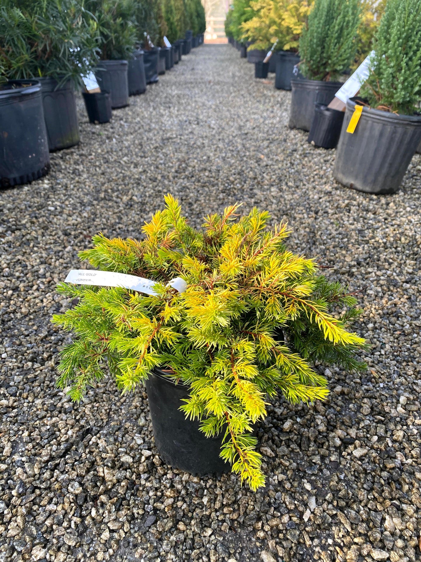 Juniperus Conferta 'golden Pacific' - View 9 from www redcrocus com