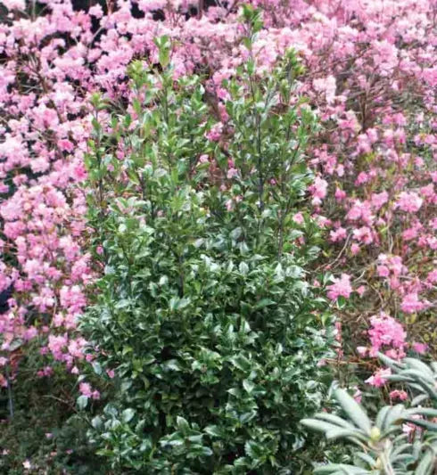 Ilex Meserveae Castle Wall - View 11 from www redcrocus com