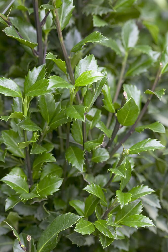 Ilex Meserveae Castle Wall - View 8 from www redcrocus com