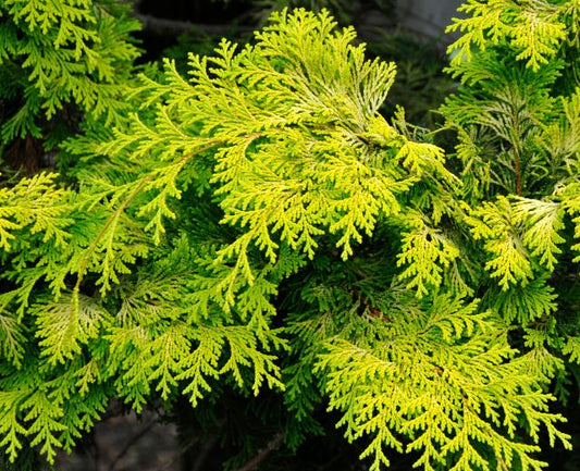 Chamaecyparis Obtusa 'crippsii' - View 10 from www redcrocus com