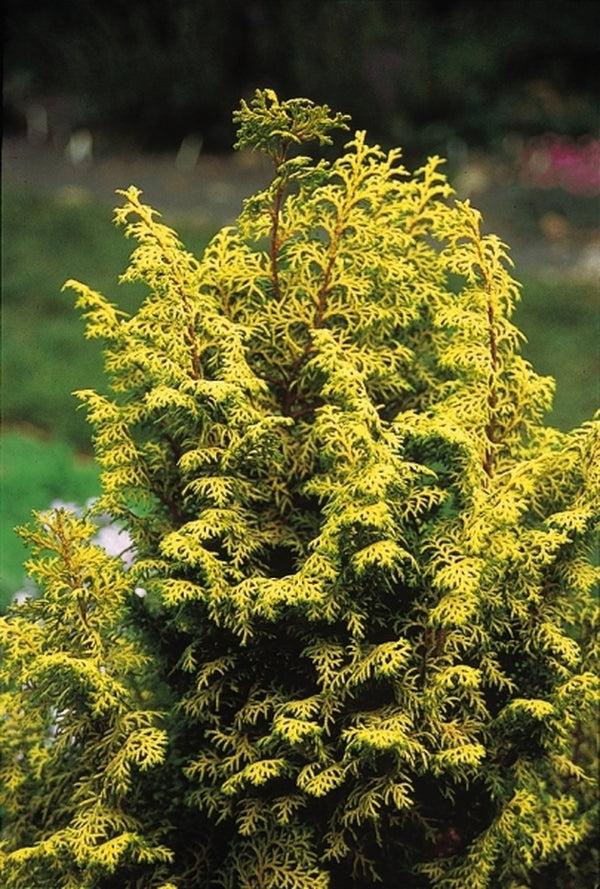 Chamaecyparis Obtusa 'crippsii' - View 32 from www redcrocus com