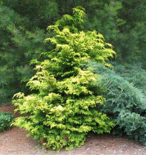 Chamaecyparis Obtusa 'crippsii' - View 37 from www redcrocus com