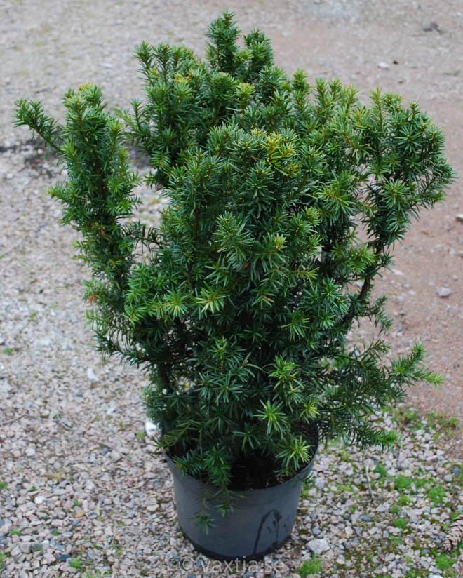 Taxus Media Hicksii - View 14 from www redcrocus com