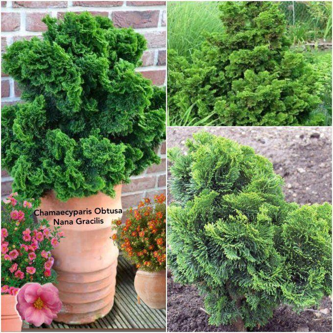 Chamaecyparis Obtusa Nana Gracilis Standard - View 11 from www redcrocus com