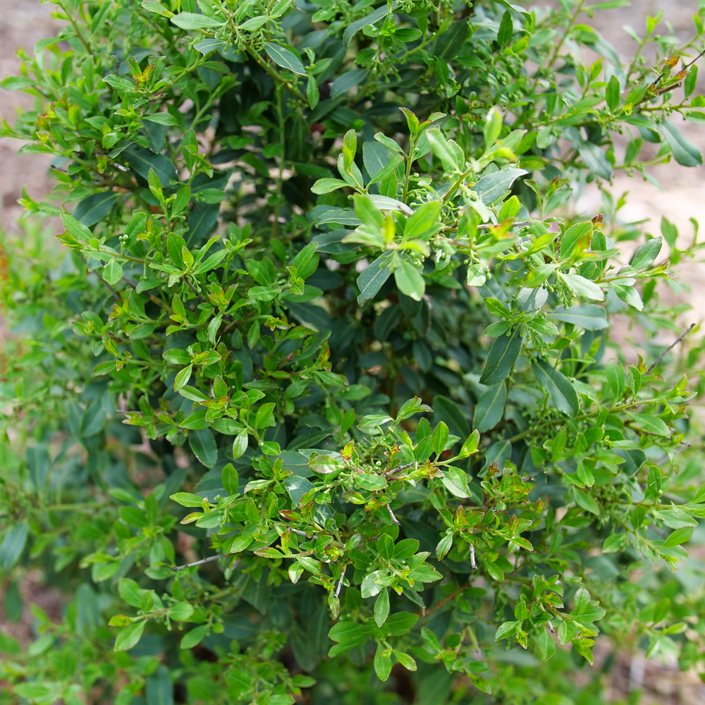 Ilex Glabra 'strong Box' - View 10 from www redcrocus com