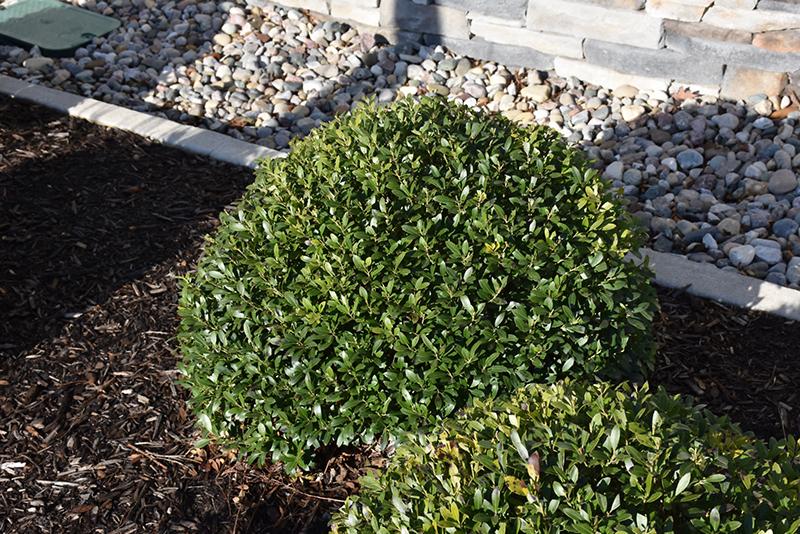 Ilex Glabra 'strong Box' - View 17 from www redcrocus com
