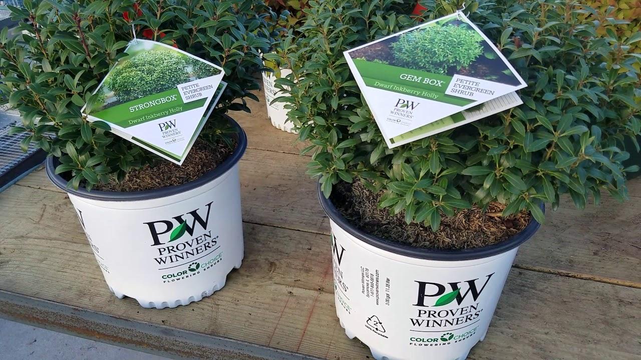 Ilex Glabra 'strong Box' - View 18 from www redcrocus com
