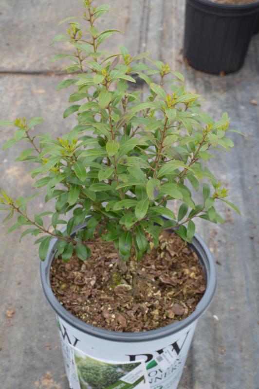 Ilex Glabra 'strong Box' - View 20 from www redcrocus com