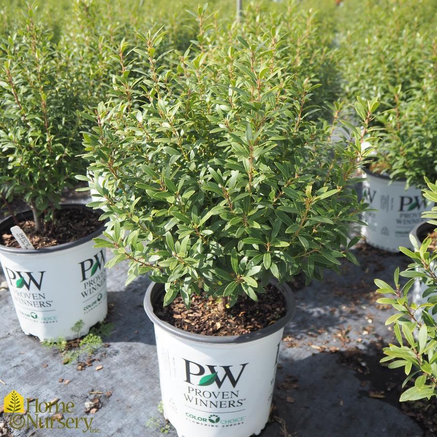 Ilex Glabra 'strong Box' - View 21 from www redcrocus com