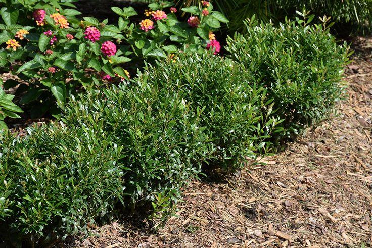 Ilex Glabra 'strong Box' - View 23 from www redcrocus com