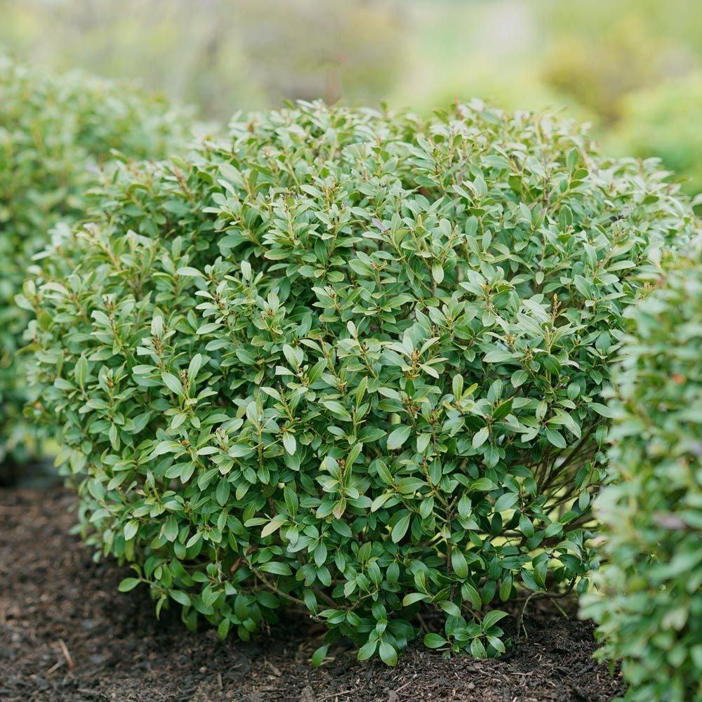 Ilex Glabra 'strong Box' - View 25 from www redcrocus com