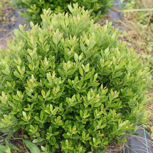 Ilex Glabra 'strong Box' - View 2 from www redcrocus com