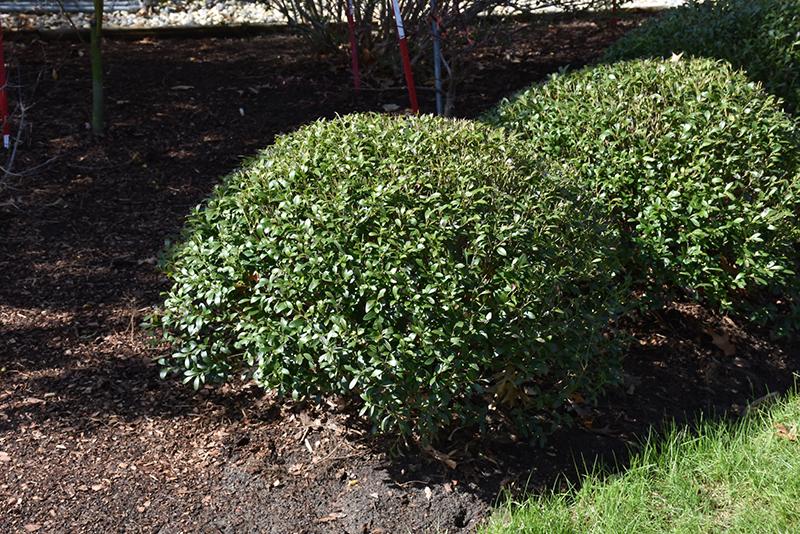 Ilex Glabra 'strong Box' - View 30 from www redcrocus com