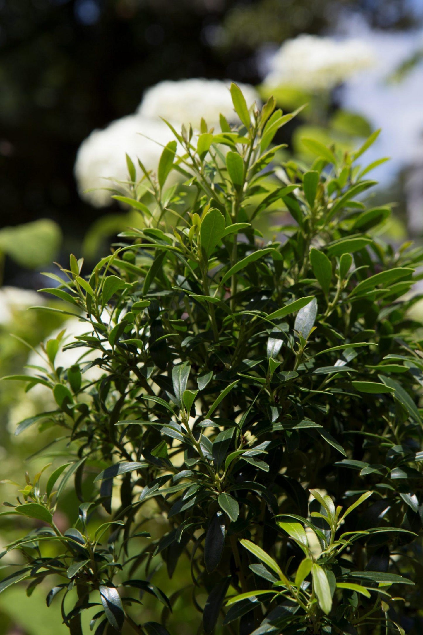Ilex Glabra 'strong Box' - View 32 from www redcrocus com