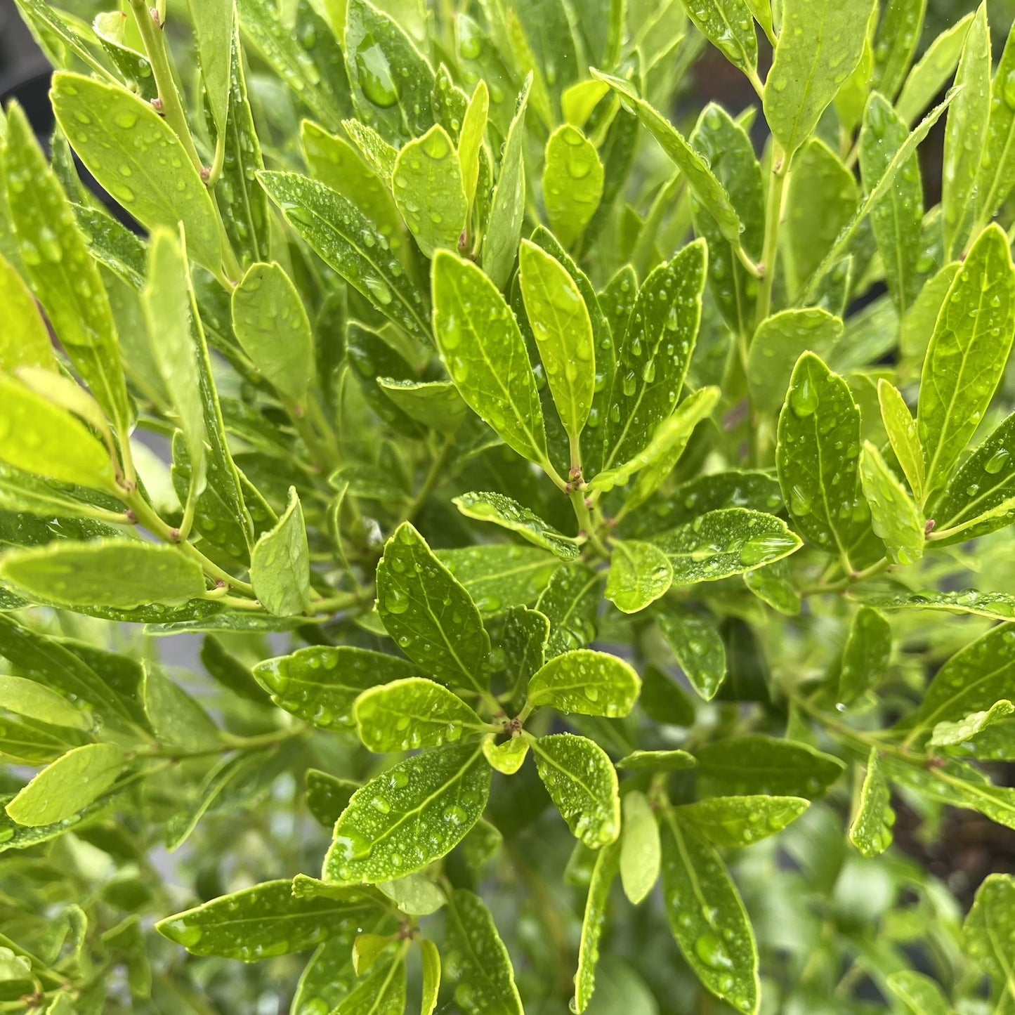 Ilex Glabra 'strong Box' - View 33 from www redcrocus com