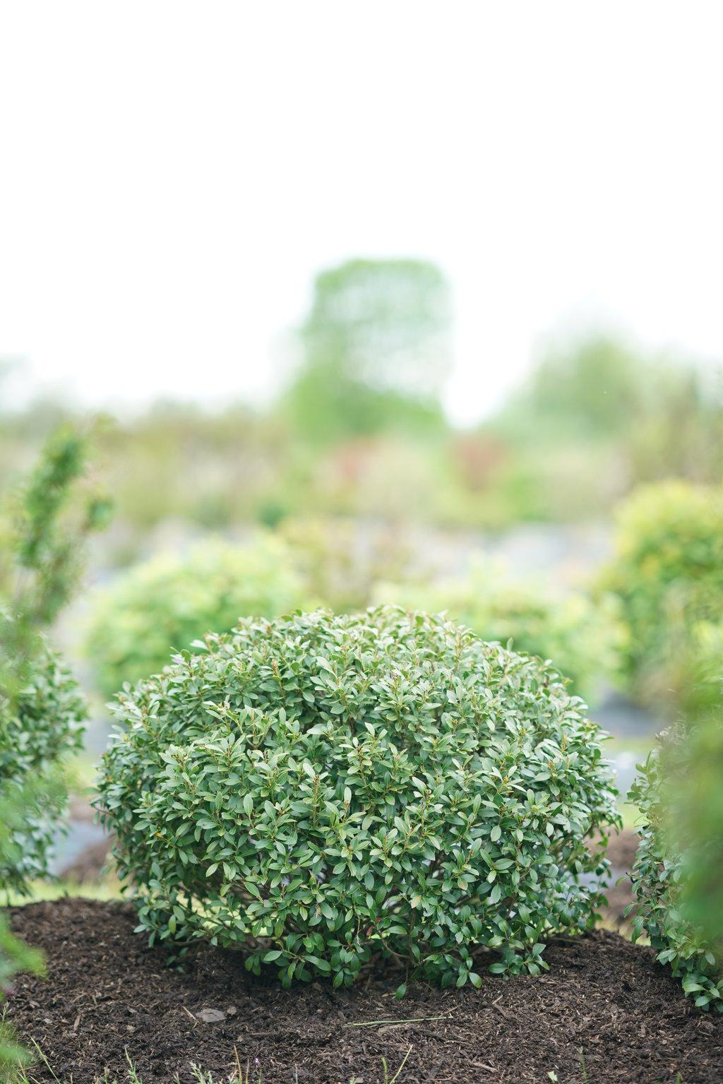 Ilex Glabra 'strong Box' - View 3 from www redcrocus com