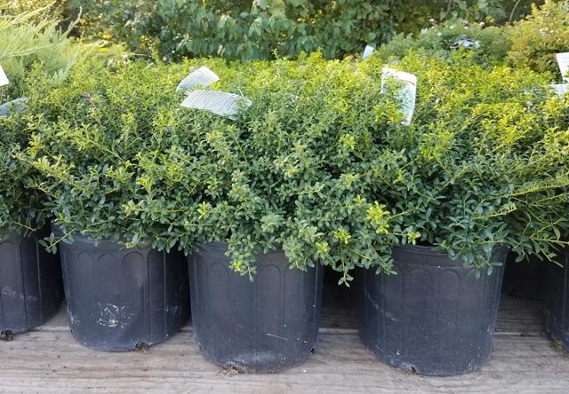 Ilex Glabra 'strong Box' - View 4 from www redcrocus com