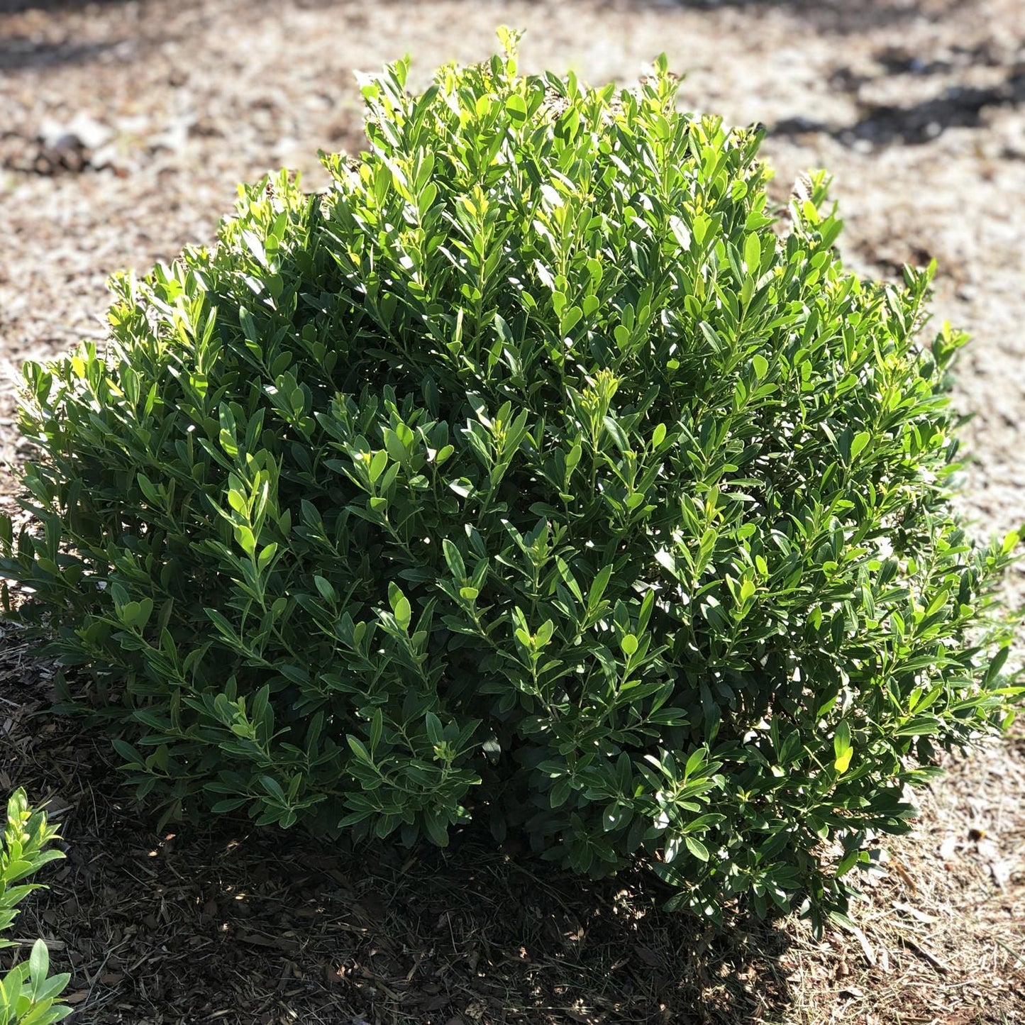 Ilex Glabra 'strong Box' - View 6 from www redcrocus com