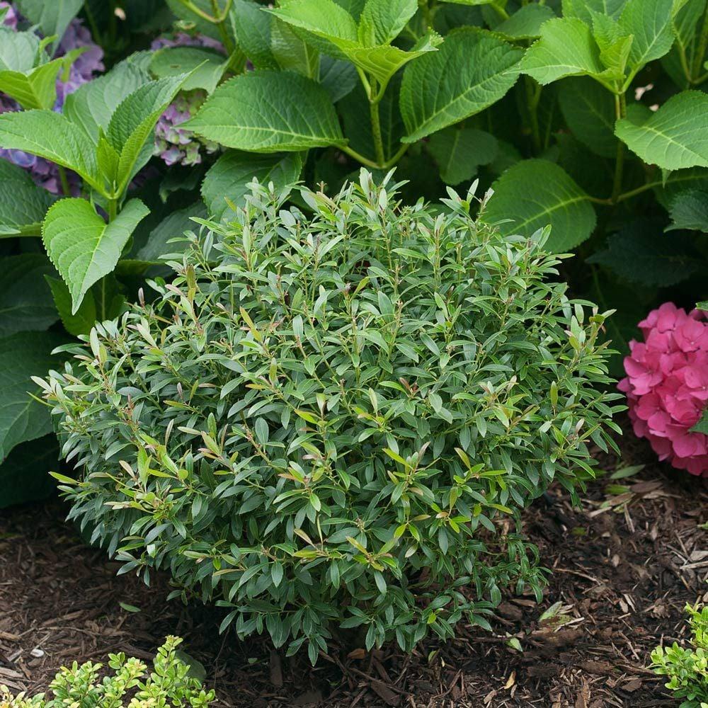 Ilex Glabra 'strong Box' - View 7 from www redcrocus com