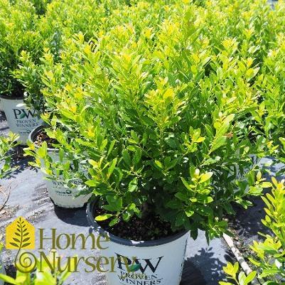 Ilex Glabra 'strong Box' - View 8 from www redcrocus com