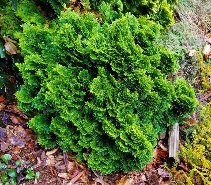 Chamaecyparis Obtusa Magnifica - View 18 from www redcrocus com