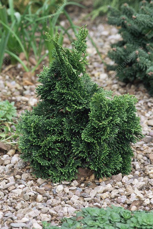 Chamaecyparis Obtusa Magnifica - View 6 from www redcrocus com
