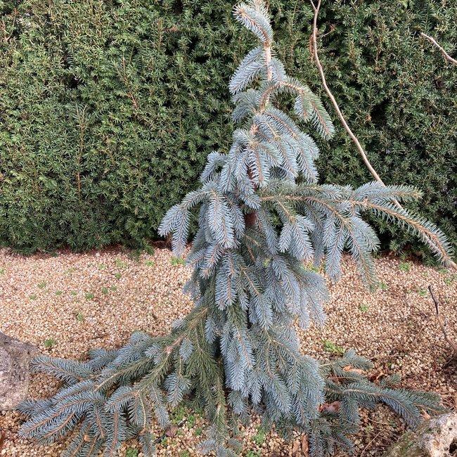 Picea Pungens The Blues - View 11 from www redcrocus com