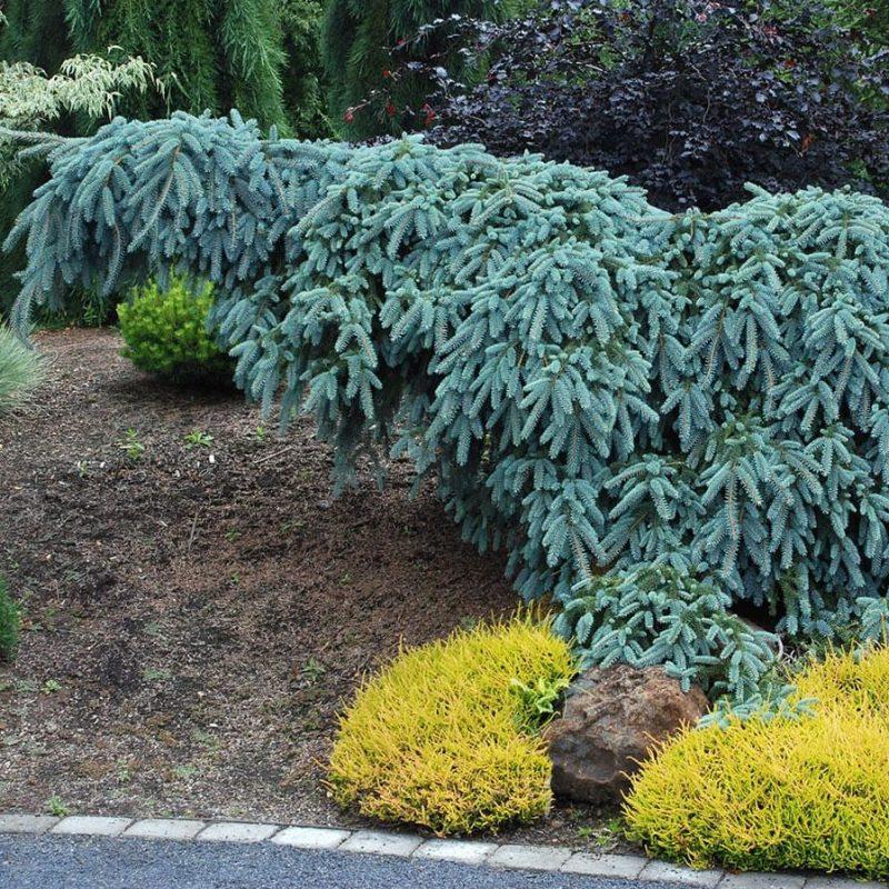 Picea Pungens The Blues - View 13 from www redcrocus com