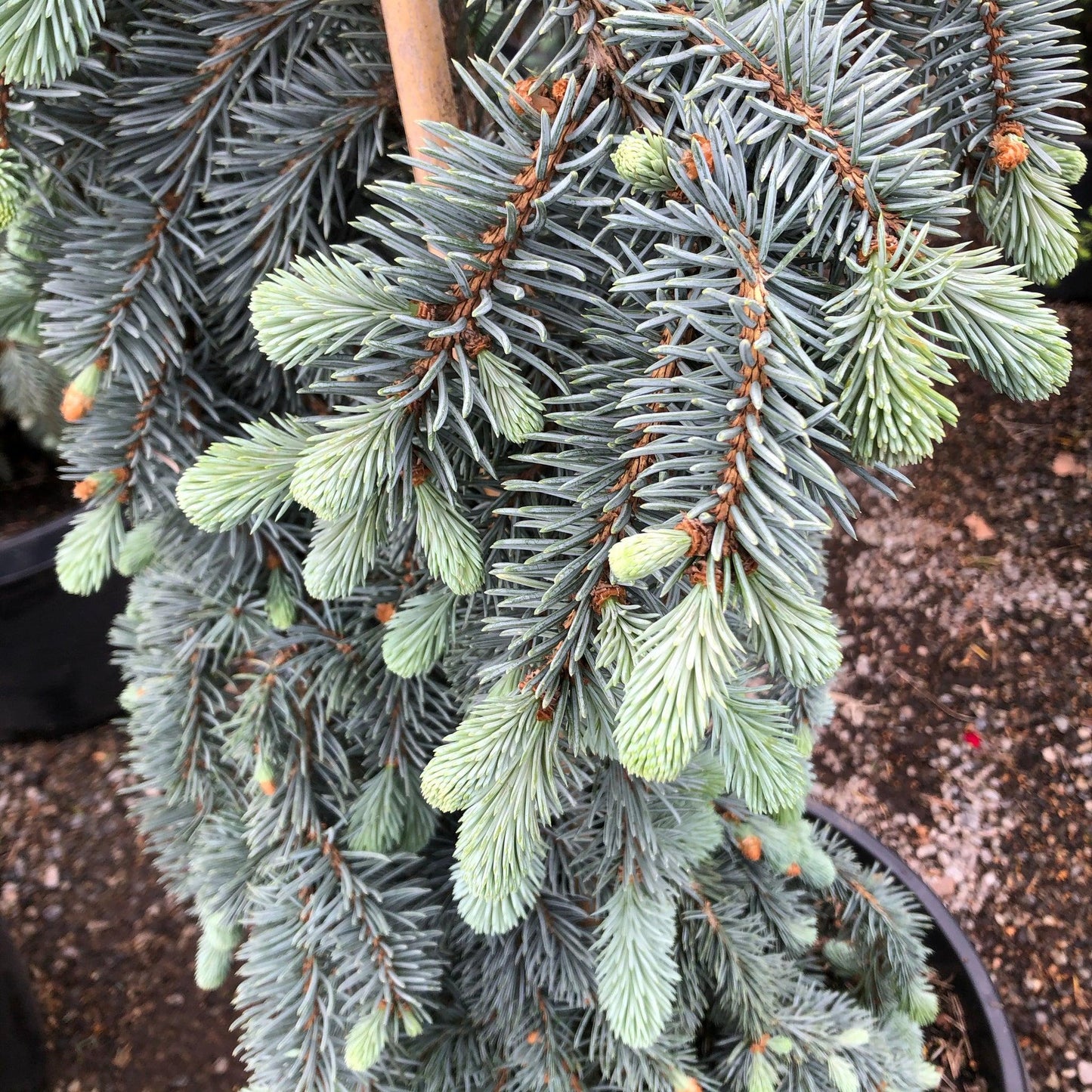 Picea Pungens The Blues - View 19 from www redcrocus com