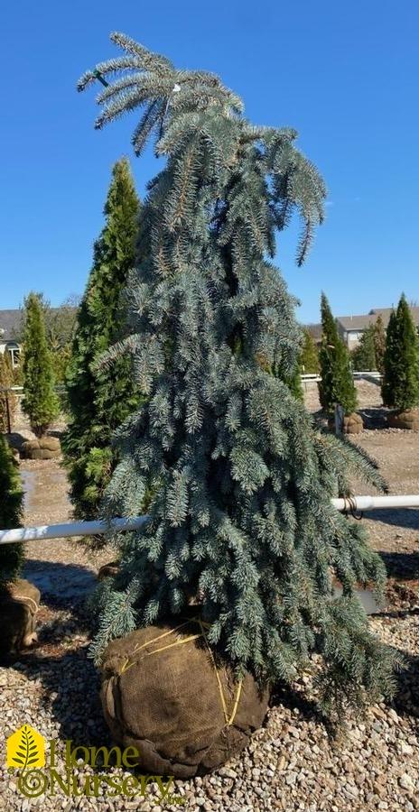 Picea Pungens The Blues - View 5 from www redcrocus com